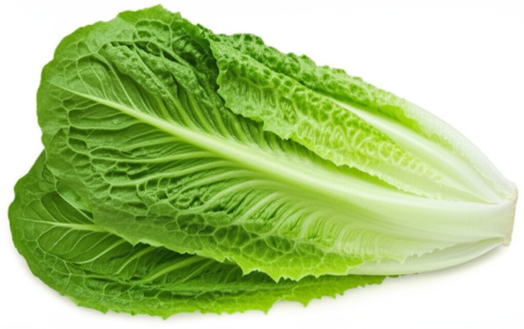 Lechuga Romana